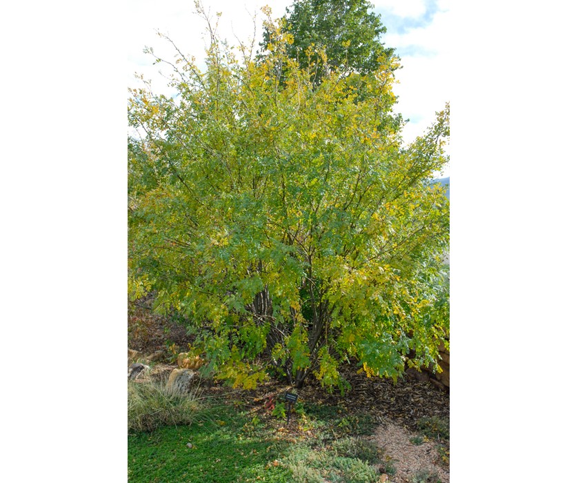 Siberian Peashrub